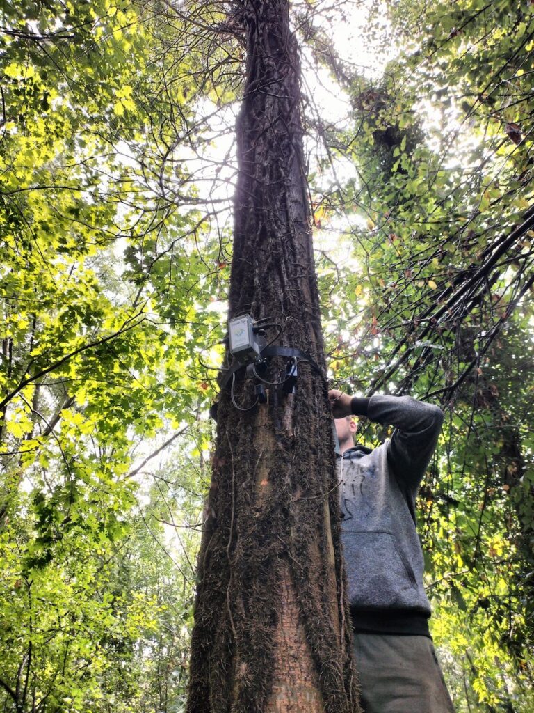 Ricerca sul rapporto degli italiani con le foreste