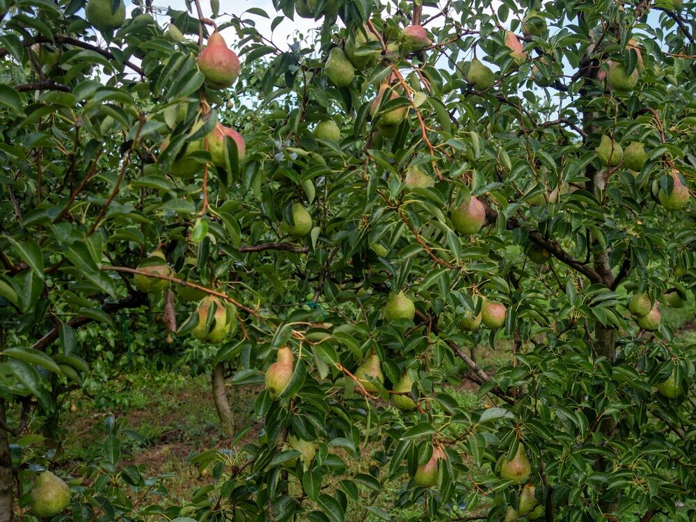 Pere italiane pronte per l'export