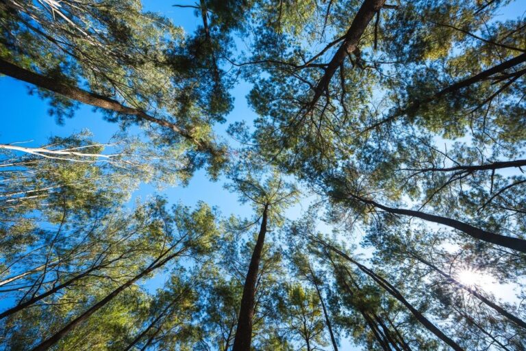 Piantumazione di alberi in Italia